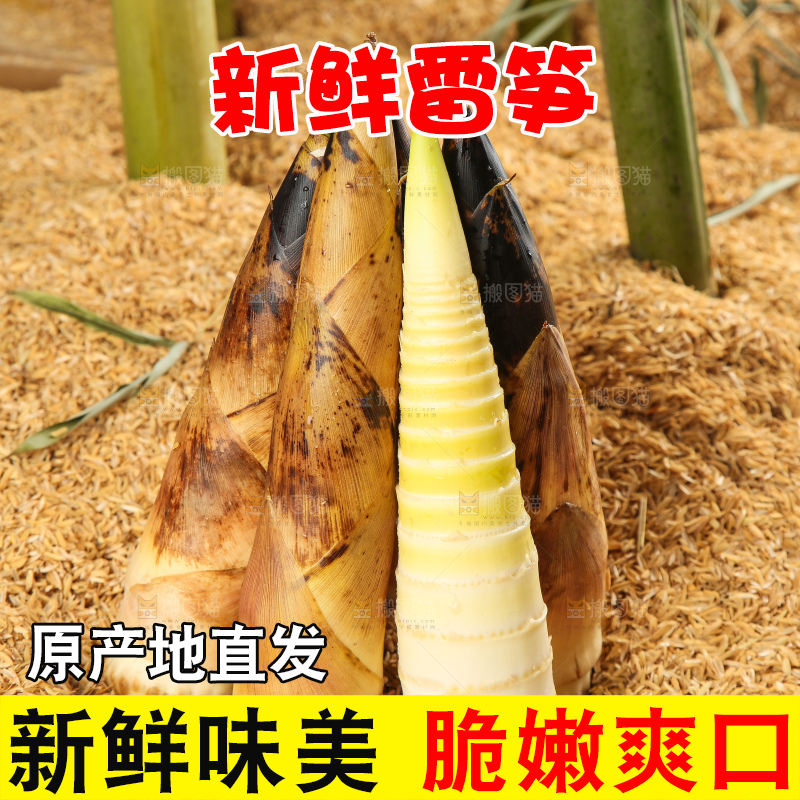 谷堆上的春雷笋