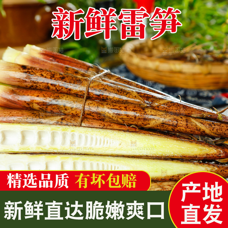 深底上的春雷笋