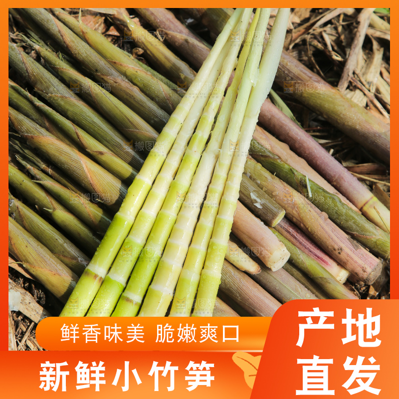 深底上的小竹笋