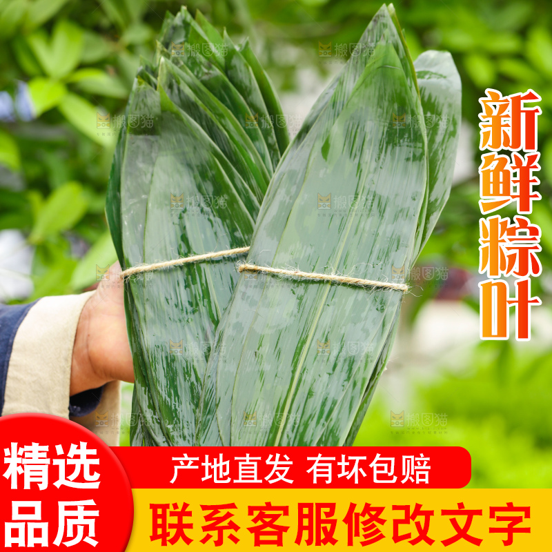 手里拿着新鲜粽叶
