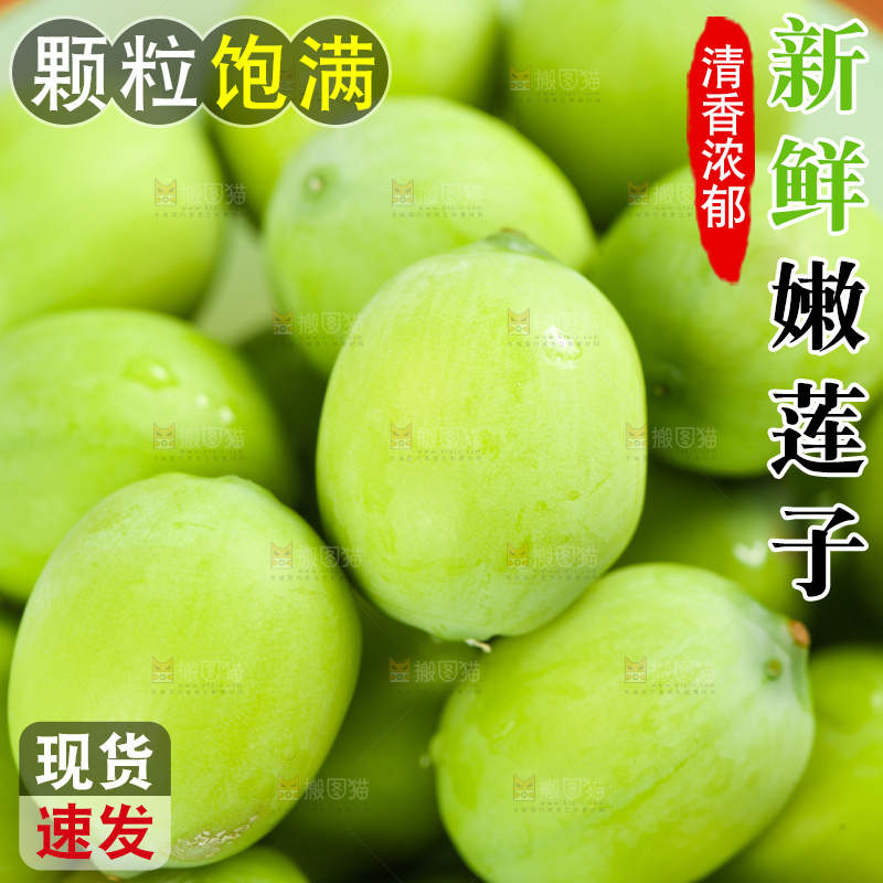 浅底上的莲子