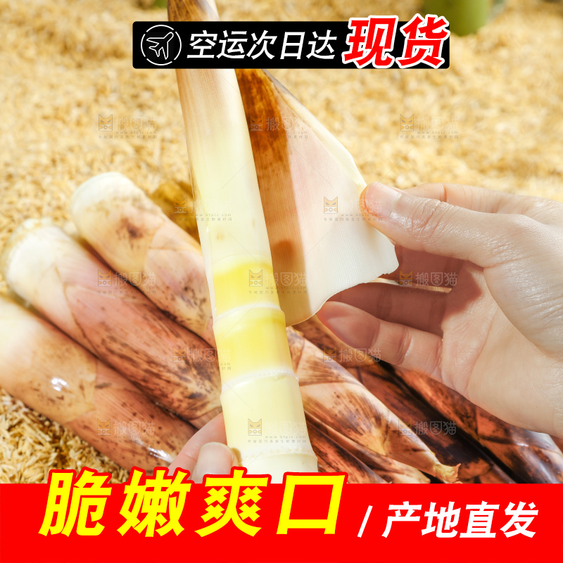 谷堆上的春雷笋