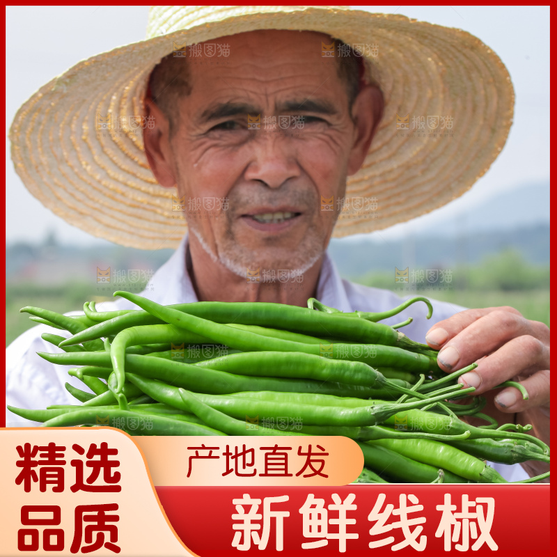 手里拿着现摘线椒