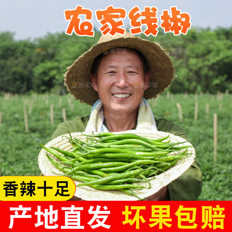 手里拿着现摘线椒