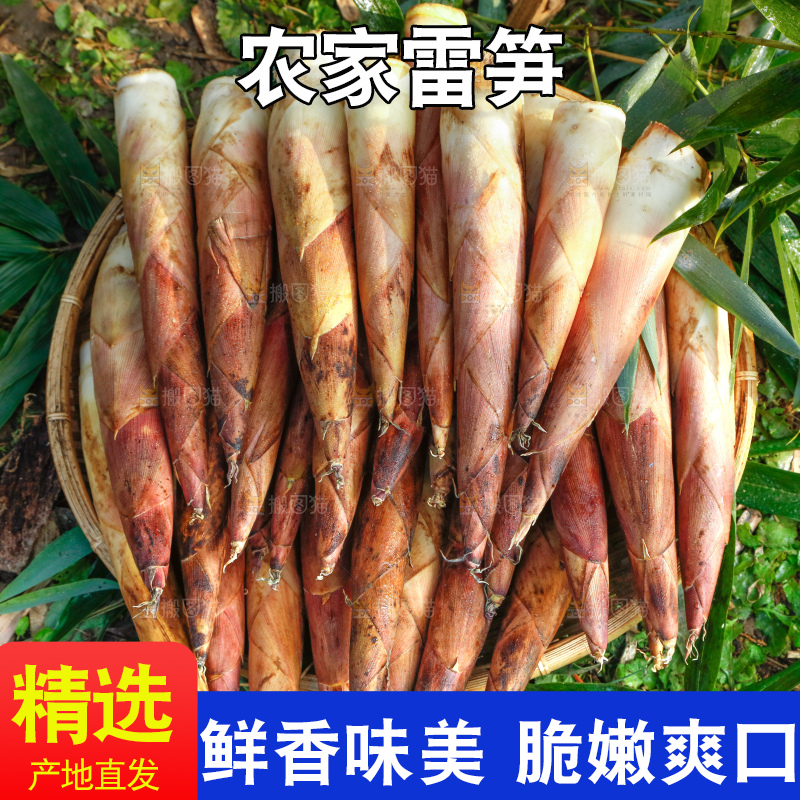 深底上的春雷笋