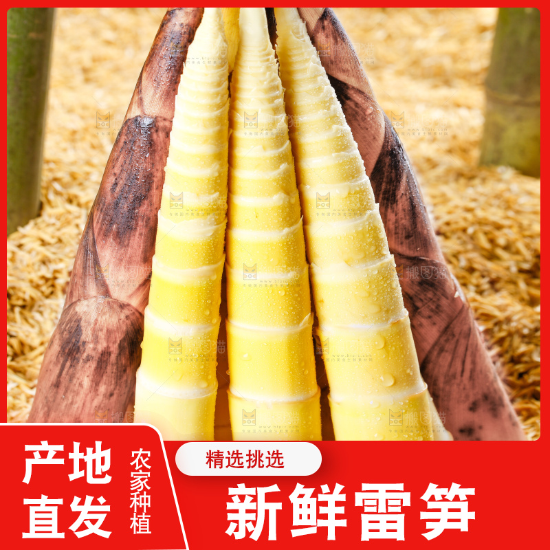 谷堆上的春雷笋