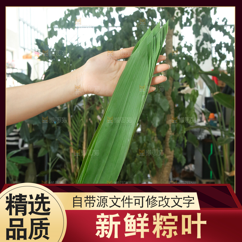 手里拿着新鲜粽叶