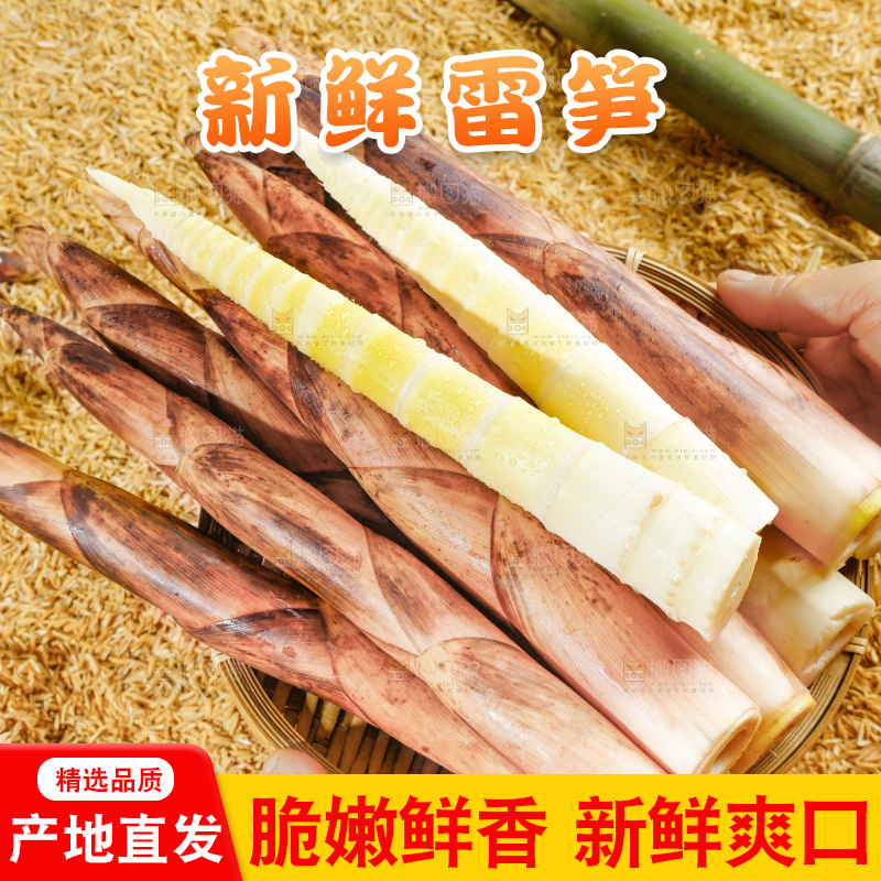 谷堆上的春雷笋