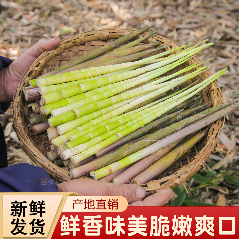 深底上的小竹笋
