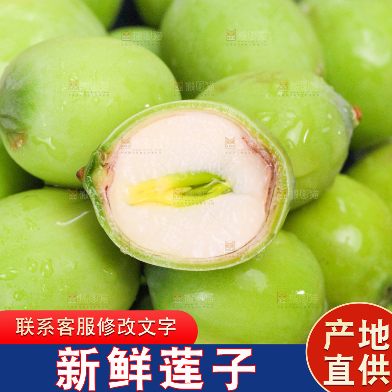 浅底上的莲子