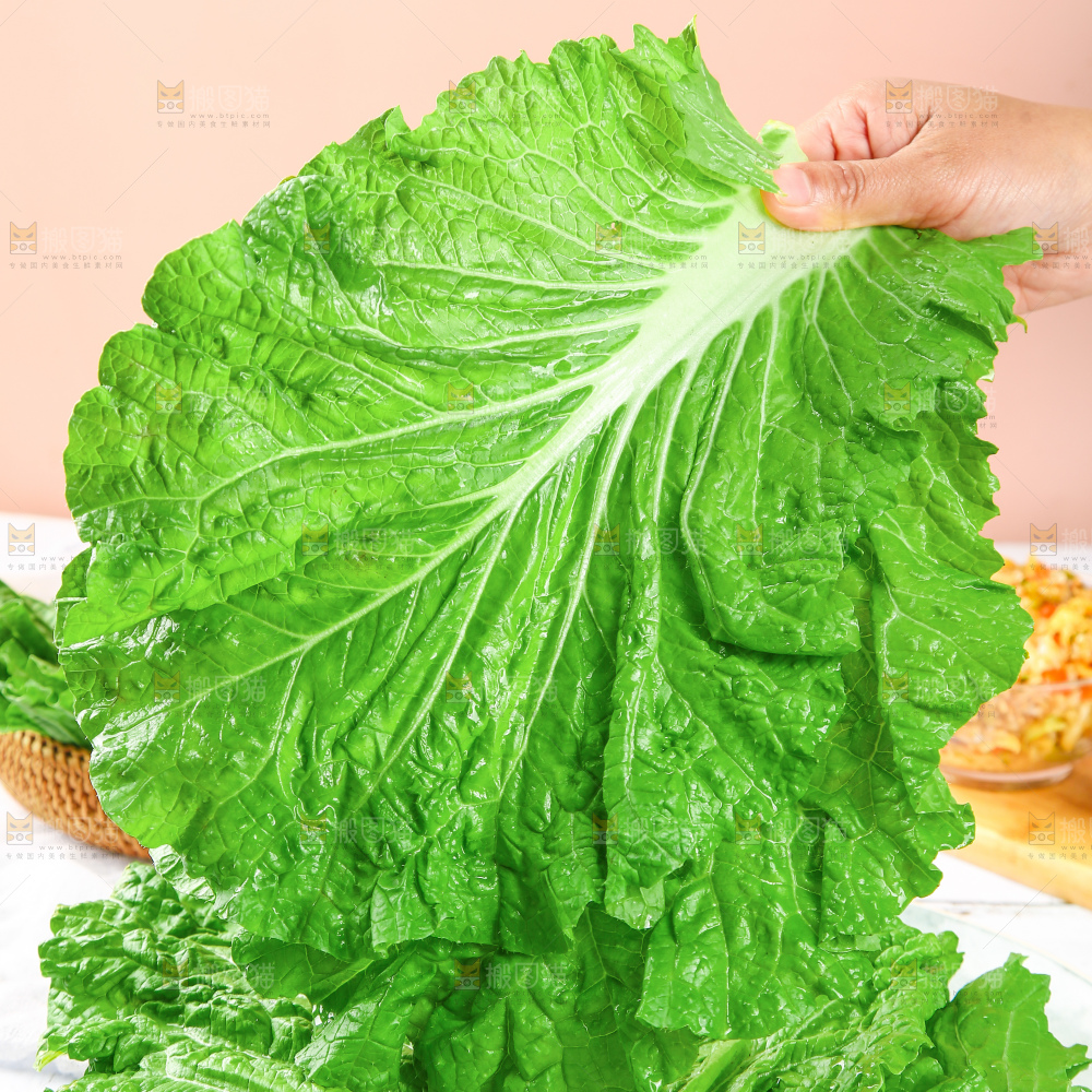 浅底上的饭包叶