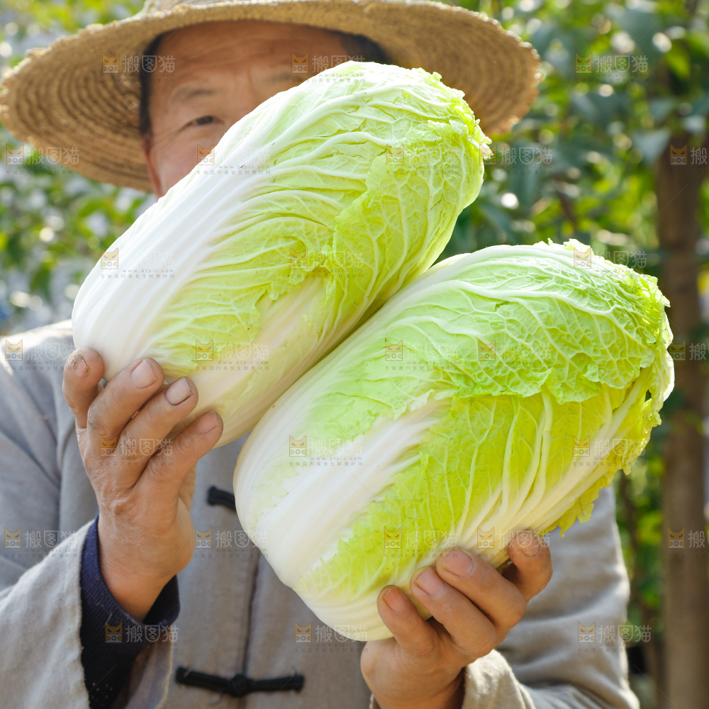 深底上的大白菜