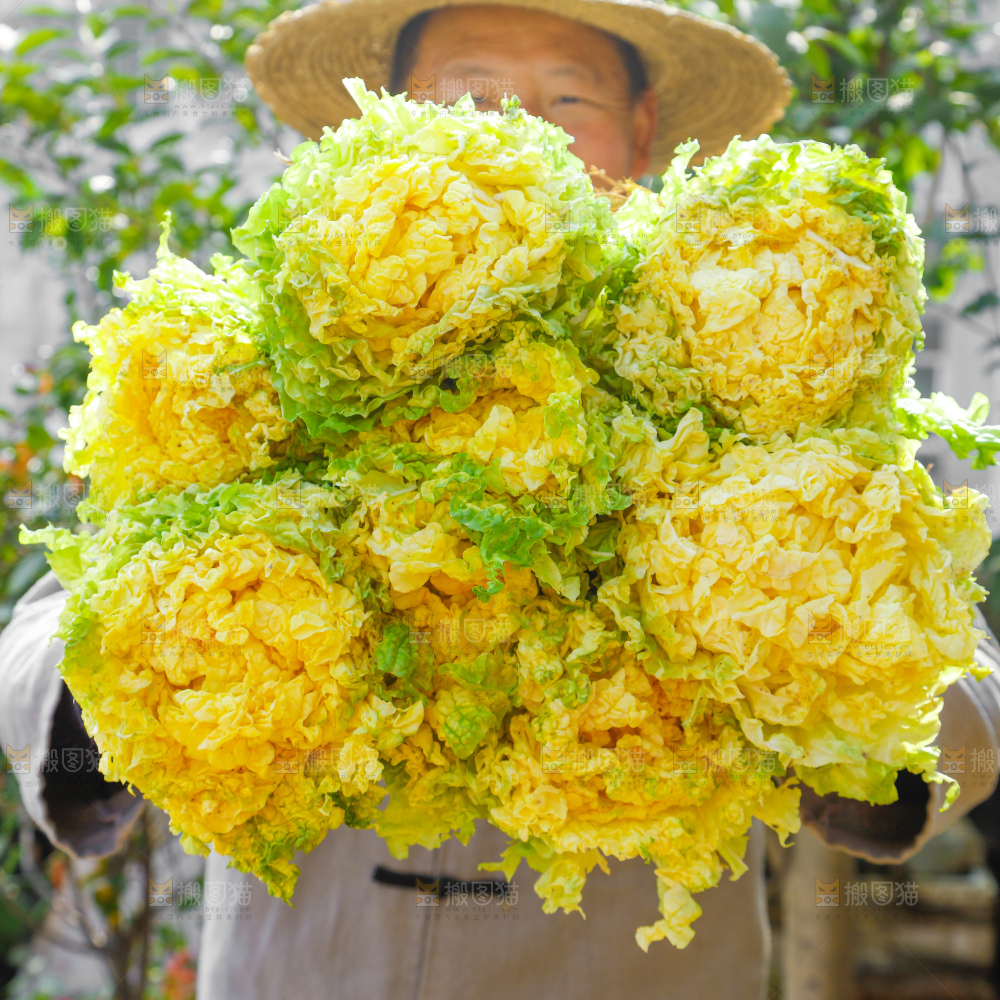 深底上的大白菜