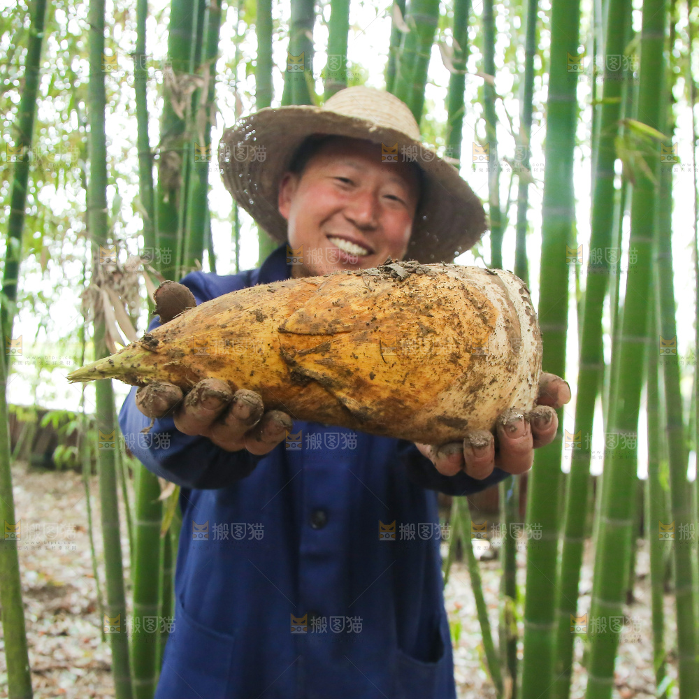 手里拿着黄泥春笋
