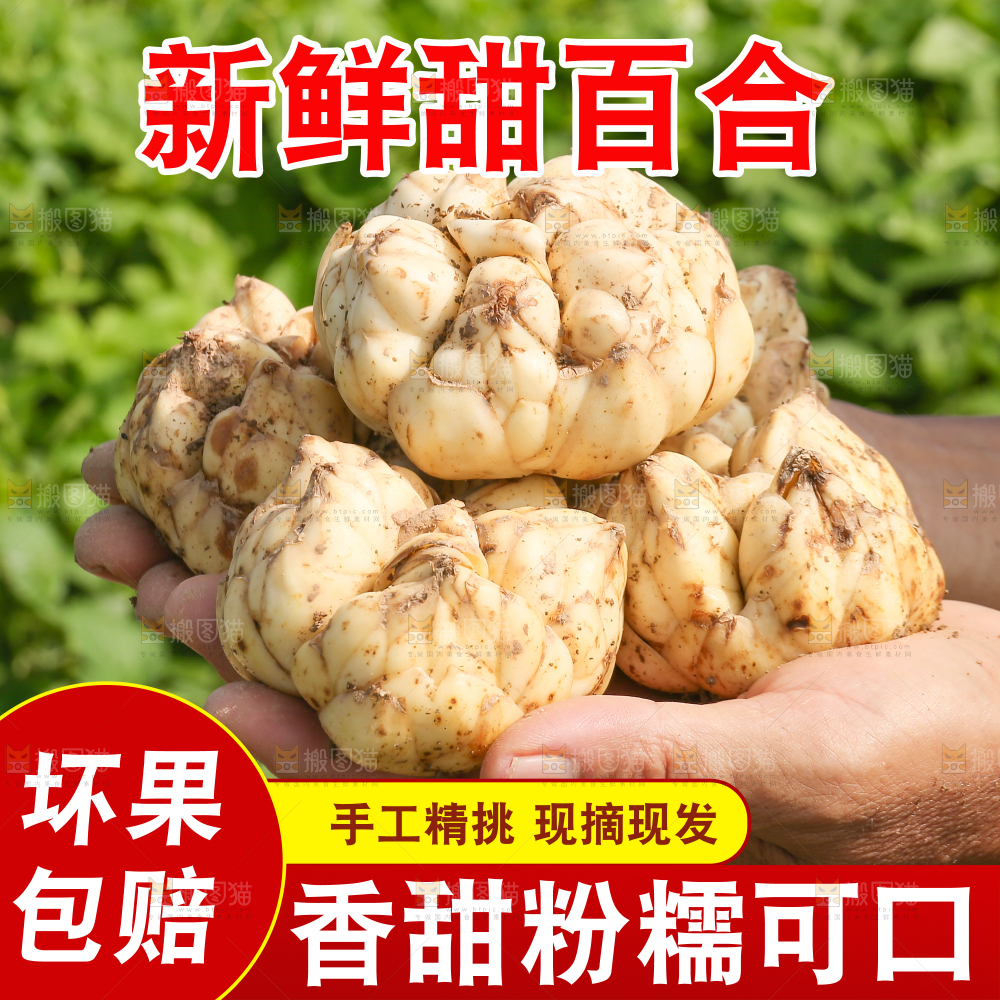 新鲜百合主图