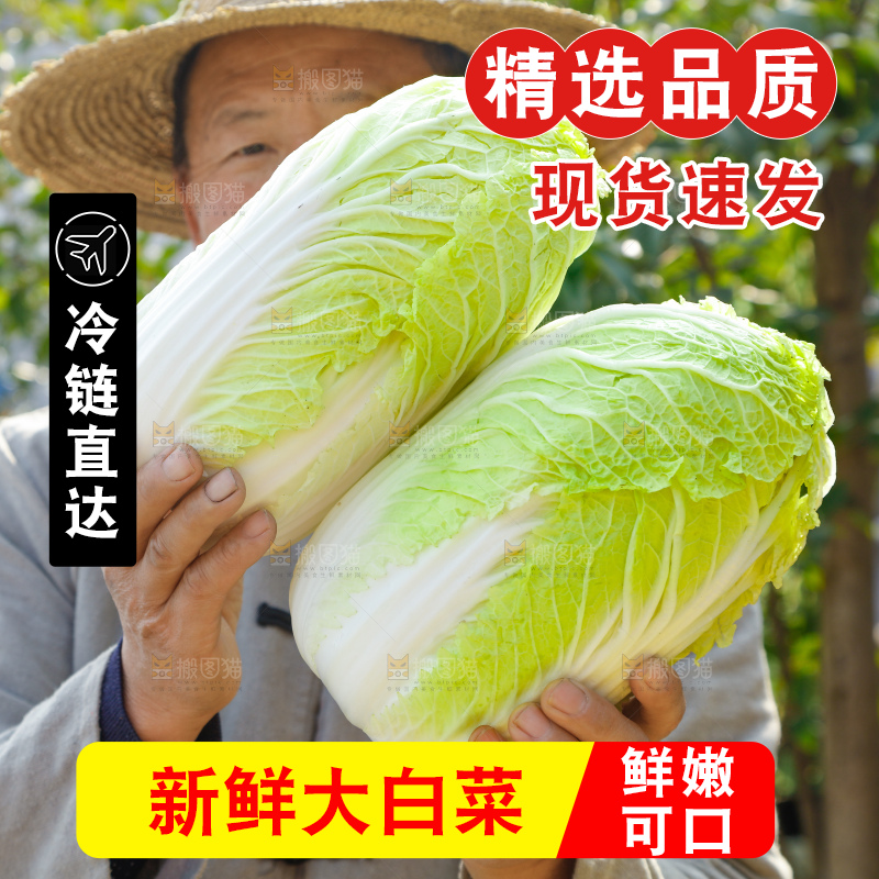 深底上的大白菜
