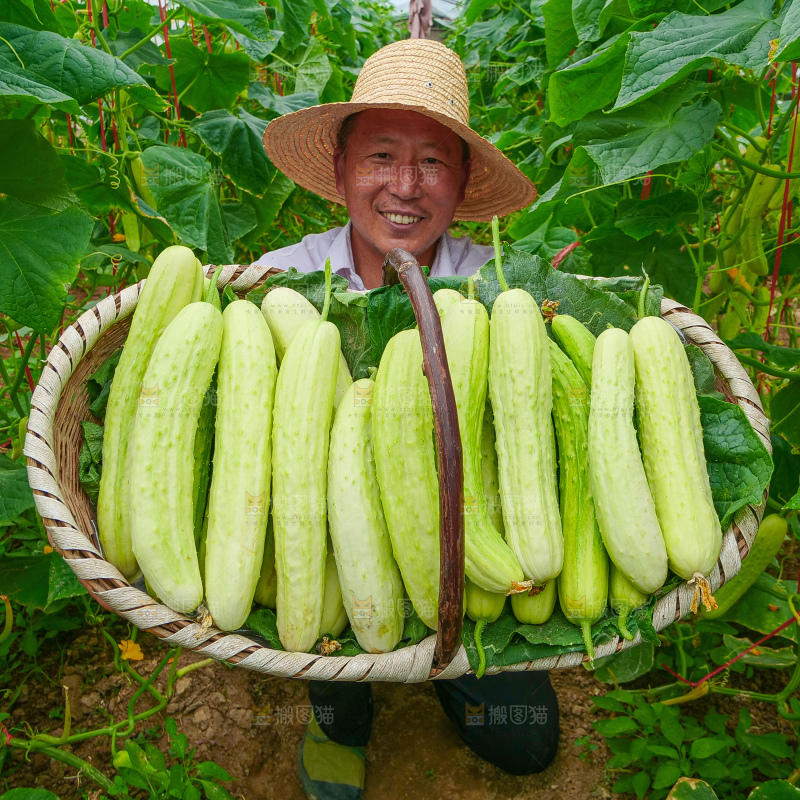 手里拿着白玉黄瓜