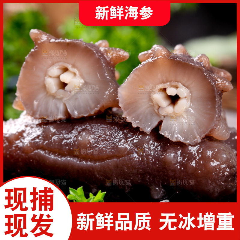 深底上的海参