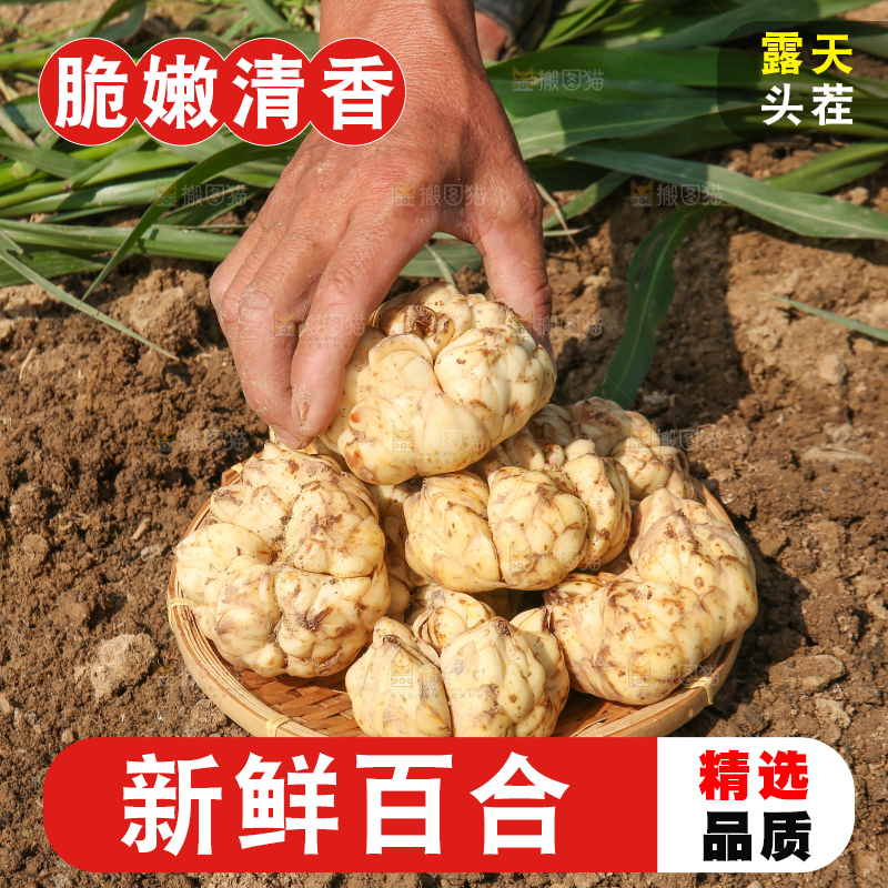 手里拿着新鲜百合