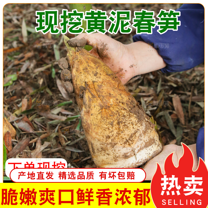 黄泥春笋主图