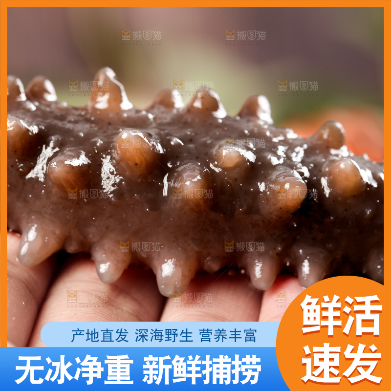 深底上的海参