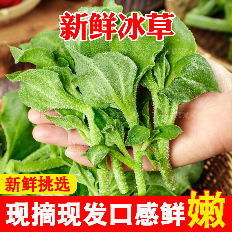 冰草主图