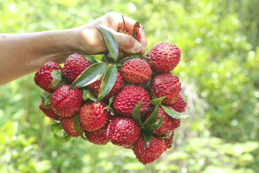 手里拿着荔枝王