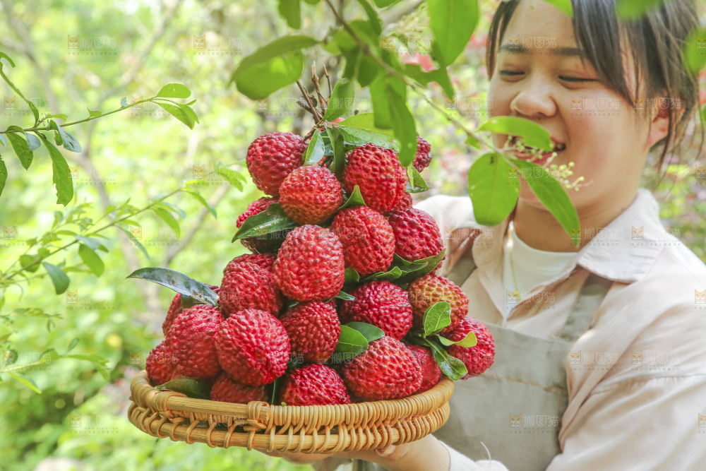 手里拿着荔枝王