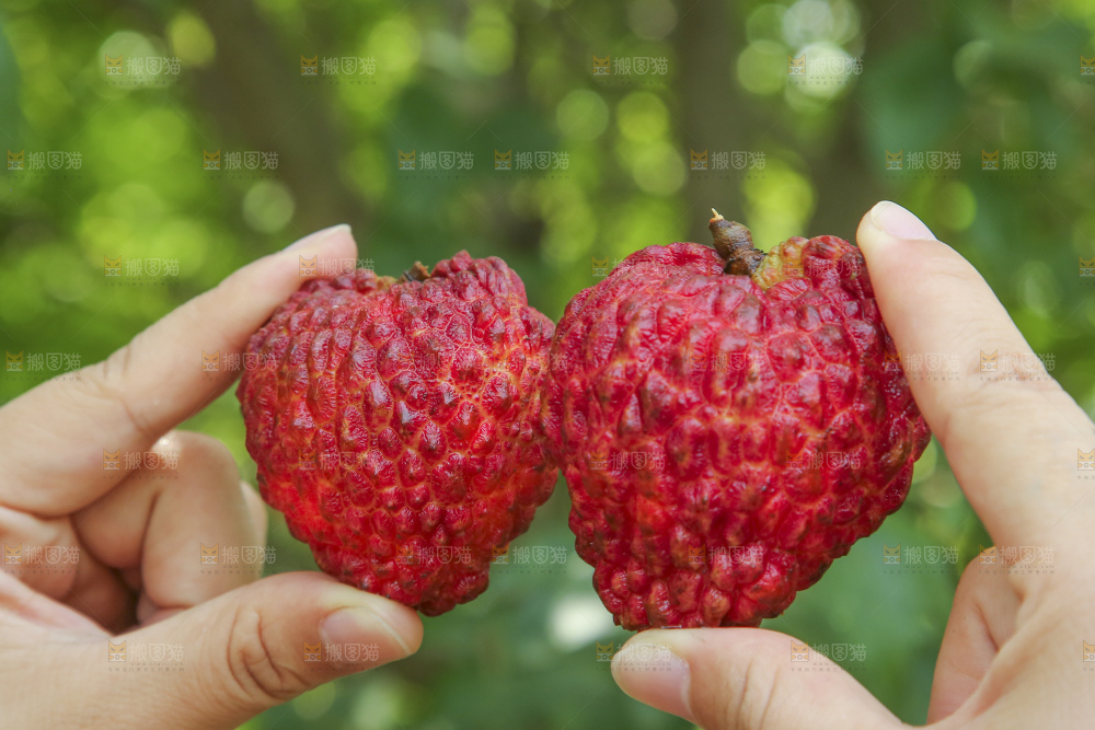 手里拿着荔枝王