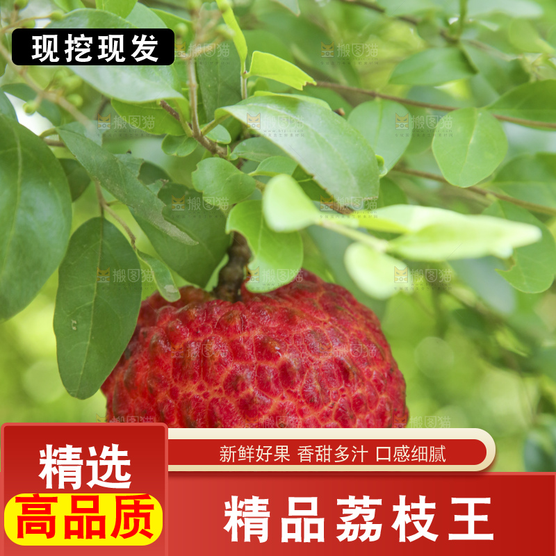 手里拿着荔枝王