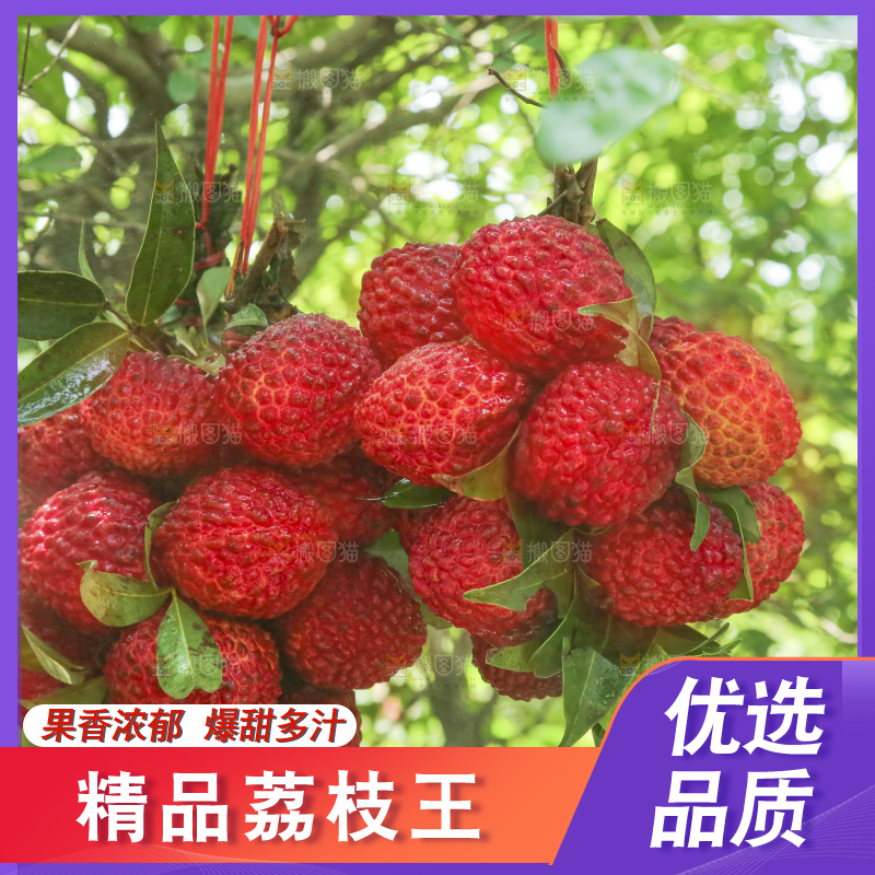 手里拿着荔枝王