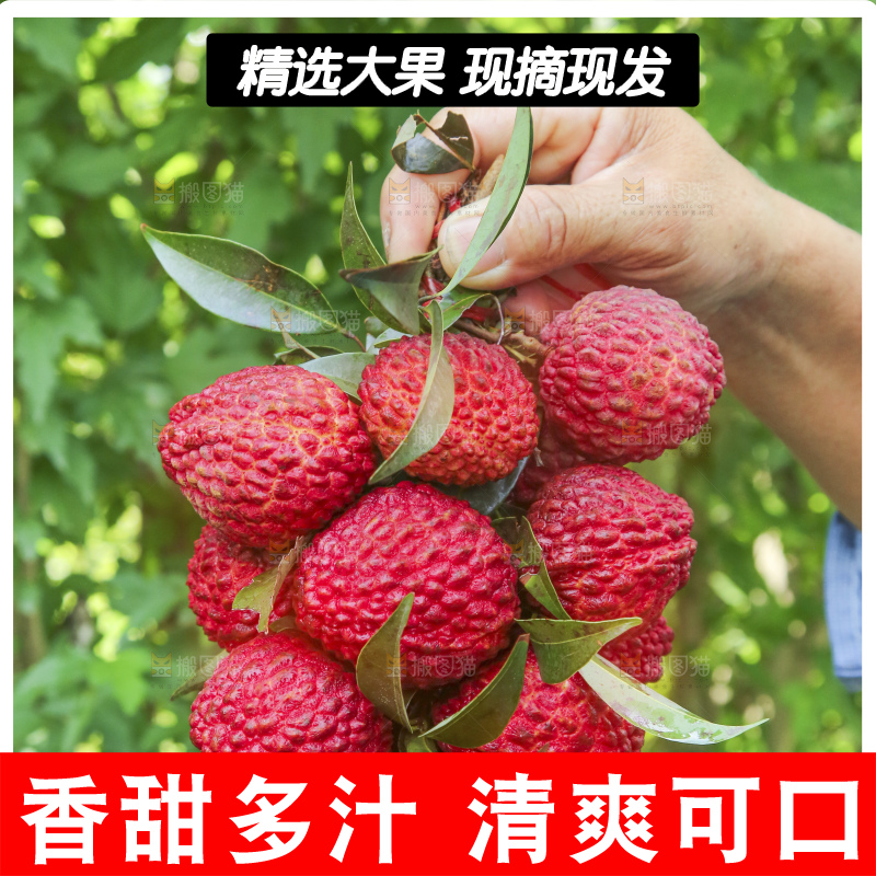 手里拿着荔枝王