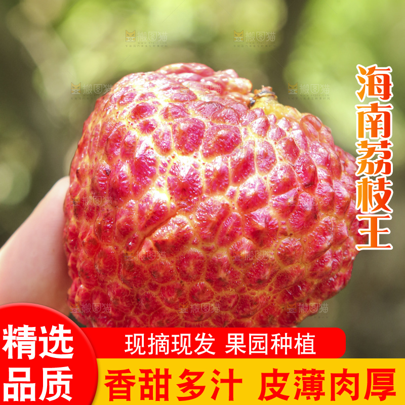 手里拿着荔枝王