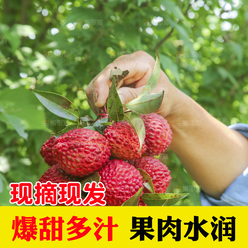 手里拿着荔枝王