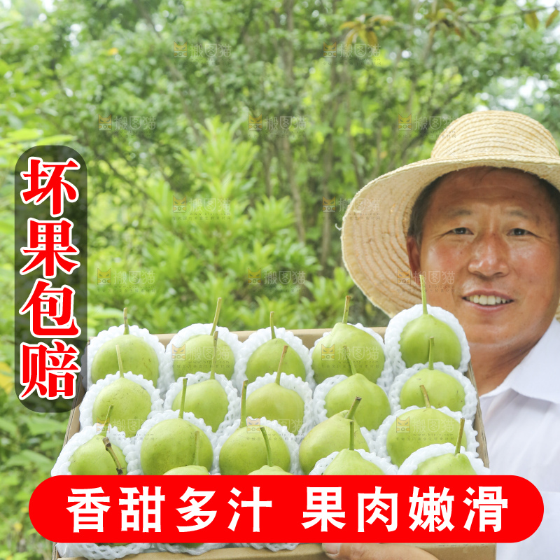 手里拿着早酥梨