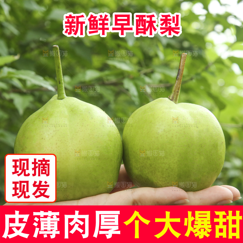 手里拿着早酥梨