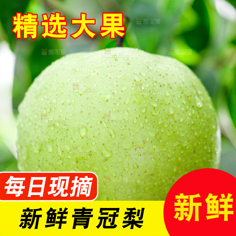 浅底上的青冠梨