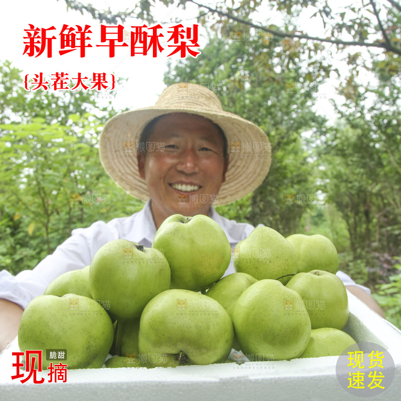 手里拿着早酥梨