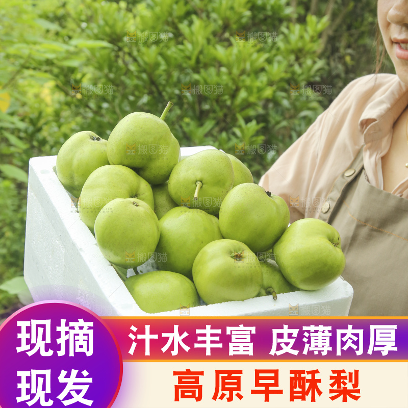 手里拿着早酥梨