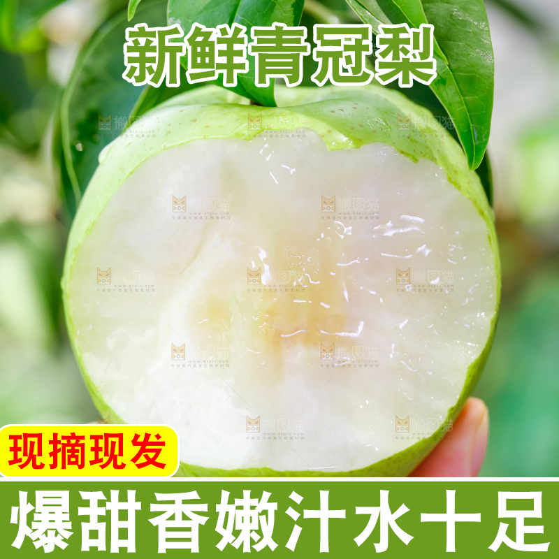浅底上的青冠梨