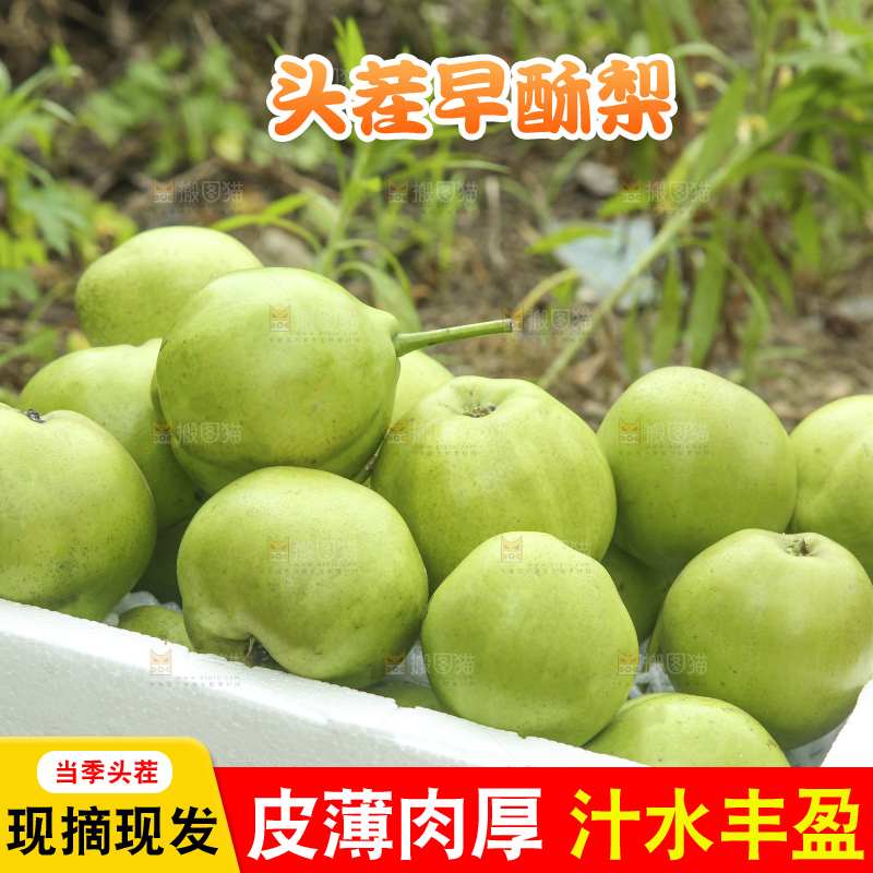 手里拿着早酥梨