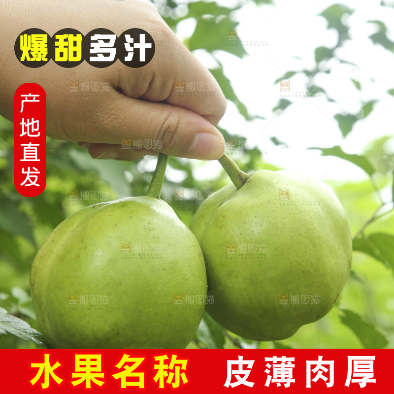 手里拿着早酥梨