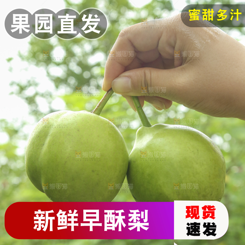 手里拿着早酥梨