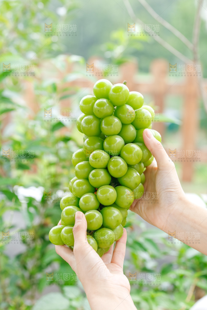 手里拿着阳光玫瑰