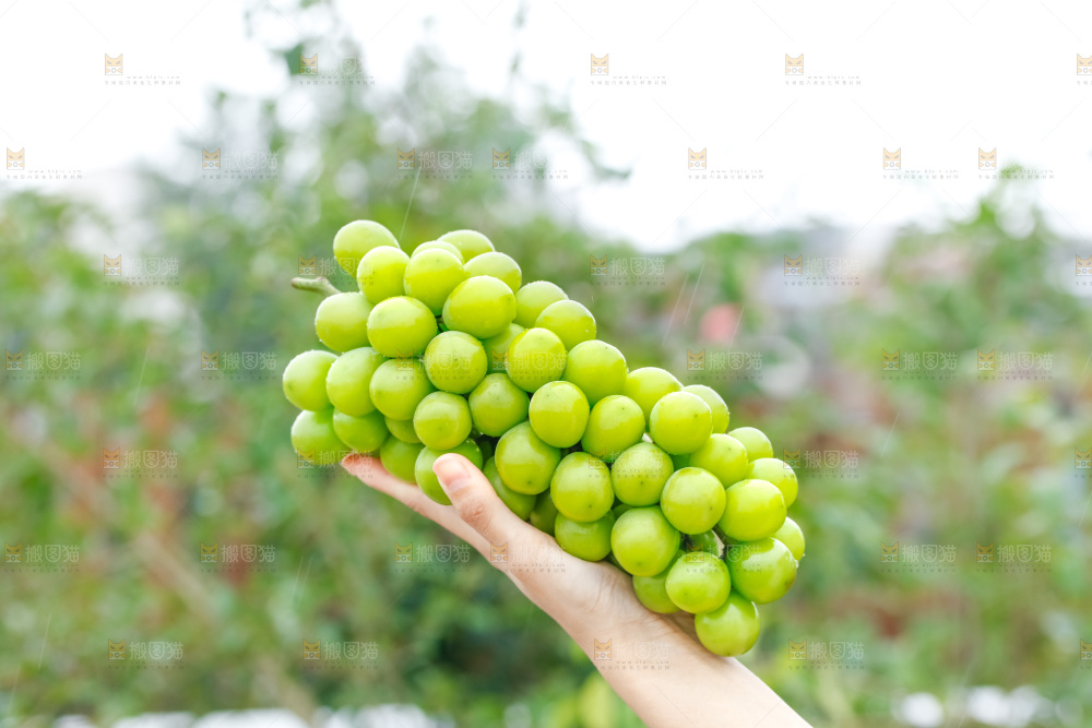 阳光玫瑰