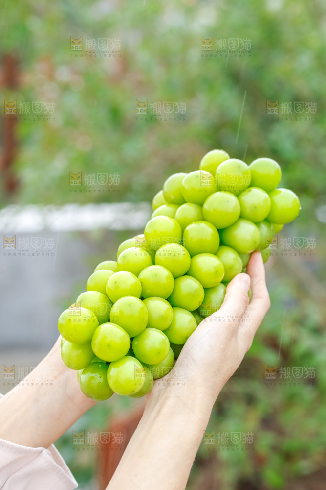 阳光玫瑰青提