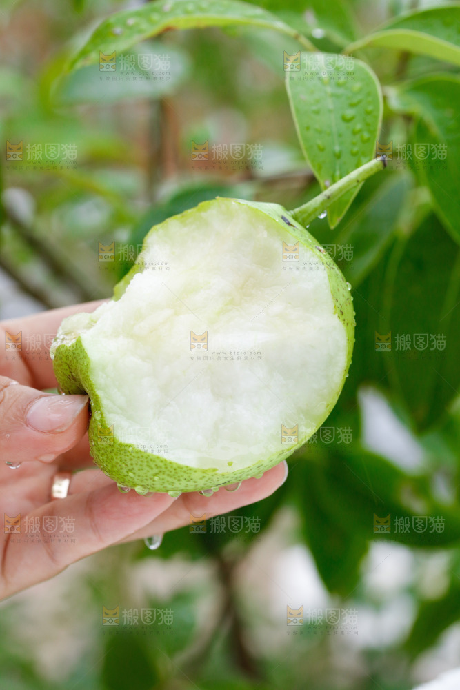 手里拿着早酥梨