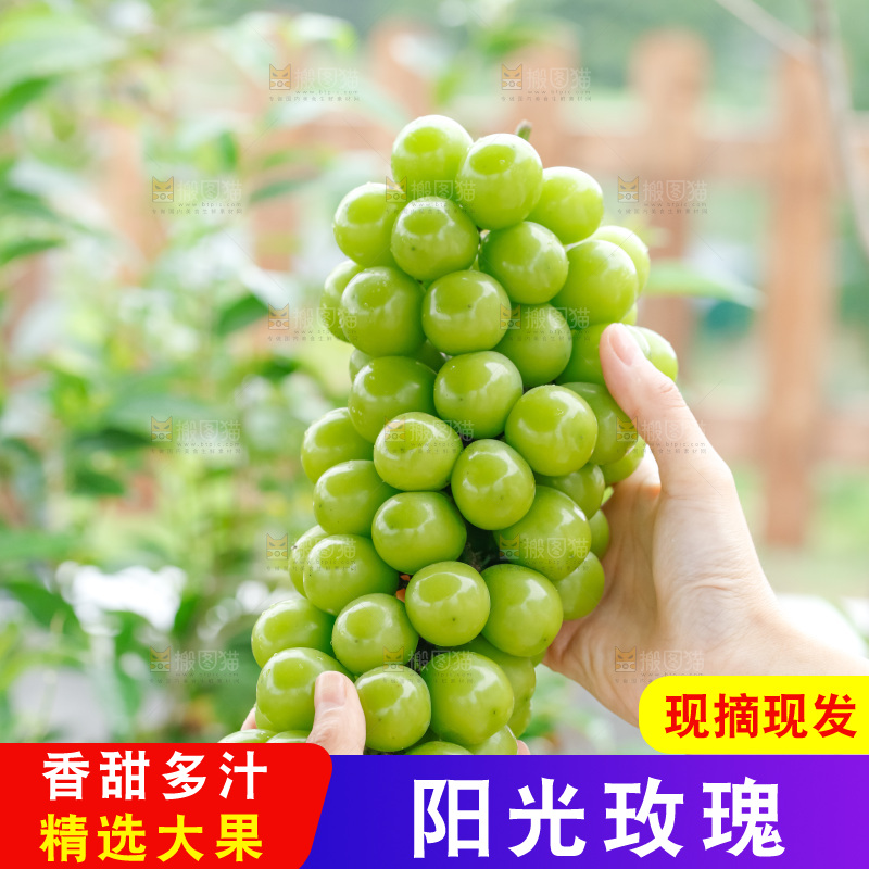 手里拿着阳光玫瑰