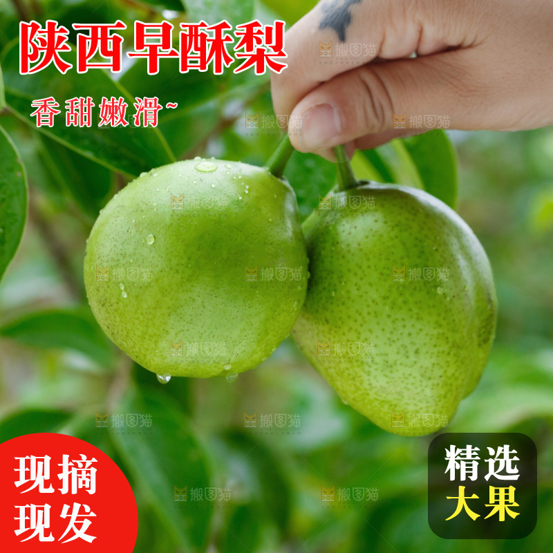手里拿着早酥梨