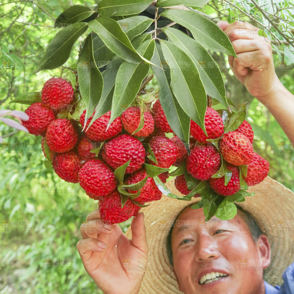 手里拿着荔枝王